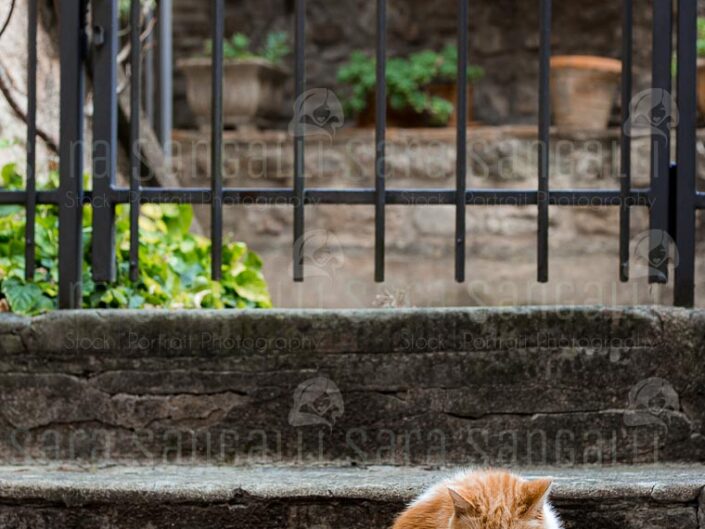 ginger cat on stone stairs