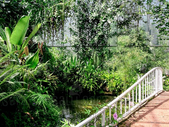 Ferns and Fossils House. Giardino Botanico Reale di Edimburgo